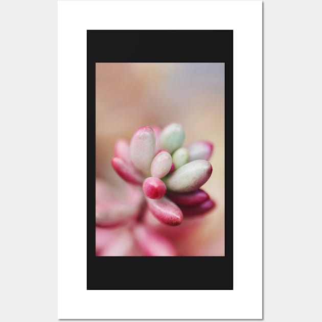 Sedum Aurora Wall Art by karinelizabeth